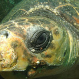 Yu Chan, la primera tortuga biónica devuelta al océano (ING)