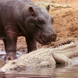 Bebé hipopótamo lame a unos cocodrilos mientras éstos devoran un antílope