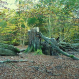 ¿Hace ruido el árbol que cae cuando no hay nadie para escucharlo?