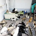 Proyecto Gato desoye al Concello de Vigo y se atrinchera con 500 gatos