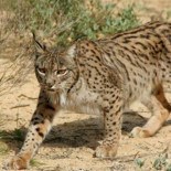 Uno de los linces muertos en Doñana fue tiroteado