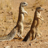 ¿Por qué se masturban las ardillas?