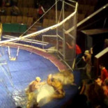 Múltiples leones atacan a sus entrenadores en un circo