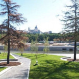Destrozan una treintena de árboles centenarios para construir Madrid Río
