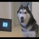 Con Auto-Tunes hasta un perro suena bien