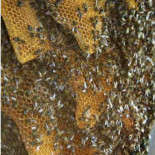 Descubren el motivo de la desaparición de las abejas