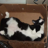 A los gatos realmente les gustan las cajas