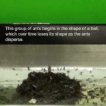 Hormigas “goteando” y “fluyendo” como un fluido viscoso