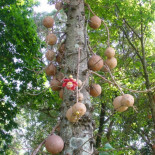 No te pares debajo del árbol bala de cañón [ENG]