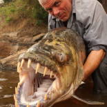 Atraparon peces gigantes que se alimentan de cocodrilos