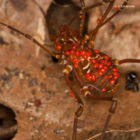 25 cosas que no sabías sobre los opiliones (Parte 1)