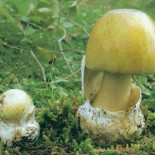 Cuatro miembros de una familia se envenenan con amanita faloides, la seta más letal
