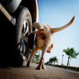 ¿Por qué los perros orinan en las ruedas de los coches?