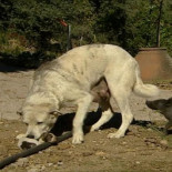 Un cerdo es "adoptado" por una perra [ENG]