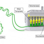 Investigadores descubren compuesto activador de telomerasa, esperan que revierta el envejecimiento