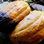 Dentro de 20 años, podría haber una seria escasez de cacao (y de chocolate)