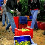 "Por coger la naranja pagan lo mismo que hace 10 años"