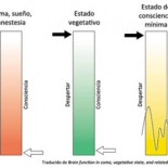 Muerte cerebral no es igual a coma