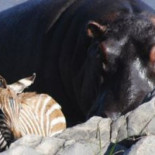 Hipopótamo salva a otros animales durante una riada (eng)