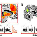 Así funciona el circuito del miedo en nuestro cerebro