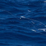 Los calamares vuelan (hay foto)