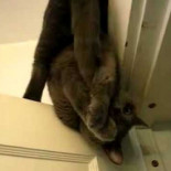 El gato que se quedaba colgado como los murciélagos