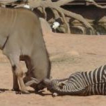 El antílope no pudo resucitar a la cebra