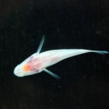 Descubren una nueva especie de pez sin ojos ni pigmentación en Nueva Guinea [eng]