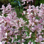 La verdadera "zarza ardiente" de Moisés