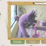 Mozilla adopta a dos pandas rojos