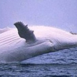 El método de la ballena. Cómo hacen las grandes multinacionales para no pagar impuestos