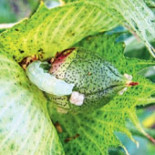 India: los insectos se dan un festín con las plantas de algodón que deberían matarlos