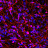 Punset: "Lo que nos depara el próximo año"