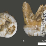 Aparecen los primos asiáticos de los neandertales