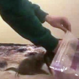 Buscan a un adolescente que aparece en un vídeo envasando gatos al vacío