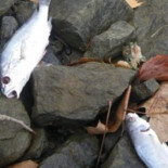 Tras los pájaros, más de cien mil peces aparecen muertos en Arkansas