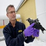 Aparecen docenas de pájaros muertos en Suecia