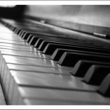 El brutal sacrificio de elefantes para construir pianos