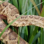 Madrid prohíbe los peces carnívoros, los reptiles y los primates como animales de compañía