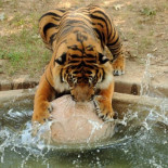 Prohíben espectáculos con animales en circos y zoológicos en China