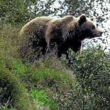 Los osos en la cordillera cantábrica son unos 200, el doble que hace 15 años