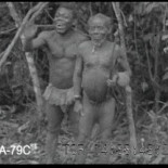 Pigmeos construyendo un puente sobre un río infestado de cocodrilos