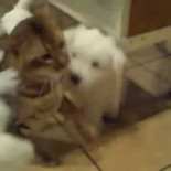 Cachorros vs Gato (Humor)