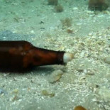 Un pulpo que vive en una botella de cristal