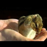 El aseo de una ardilla, a cámara lenta