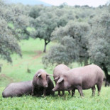 La otra burbuja: el precio del jamón ya cae hasta un 50%
