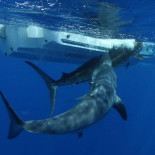 Un marlín que acababa de ser puesto en libertad es atacado por un enorme marrajo en aguas del Pacifico