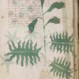 Expertos determinan la antigüedad del libro que "nadie puede leer"