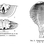 Polygonoporus giganticus, un monstruo en las tripas del cachalote