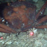 El fondo muerto y aún cubierto de petróleo del Golfo de México demuestran que BP miente (ING)